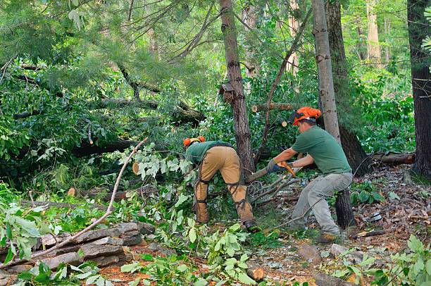 Best Tree Removal  in Elgin, MN